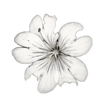 Field flower in black and white